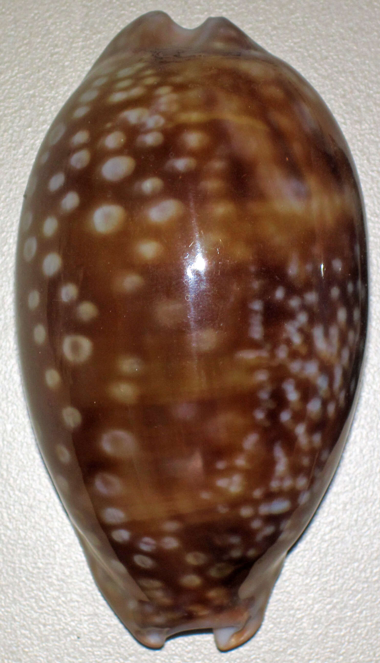 Image of measled cowrie