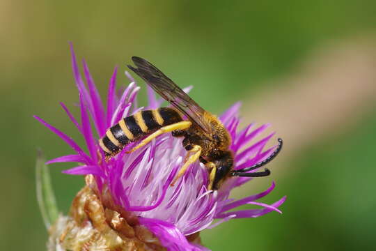 Image of Halictus scabiosae (Rossi 1790)