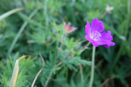 Imagem de Geranium himalayense Klotzsch ex Klotzsch & Garcke