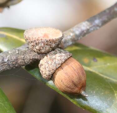 Sivun <i>Quercus phillyraeoides</i> kuva