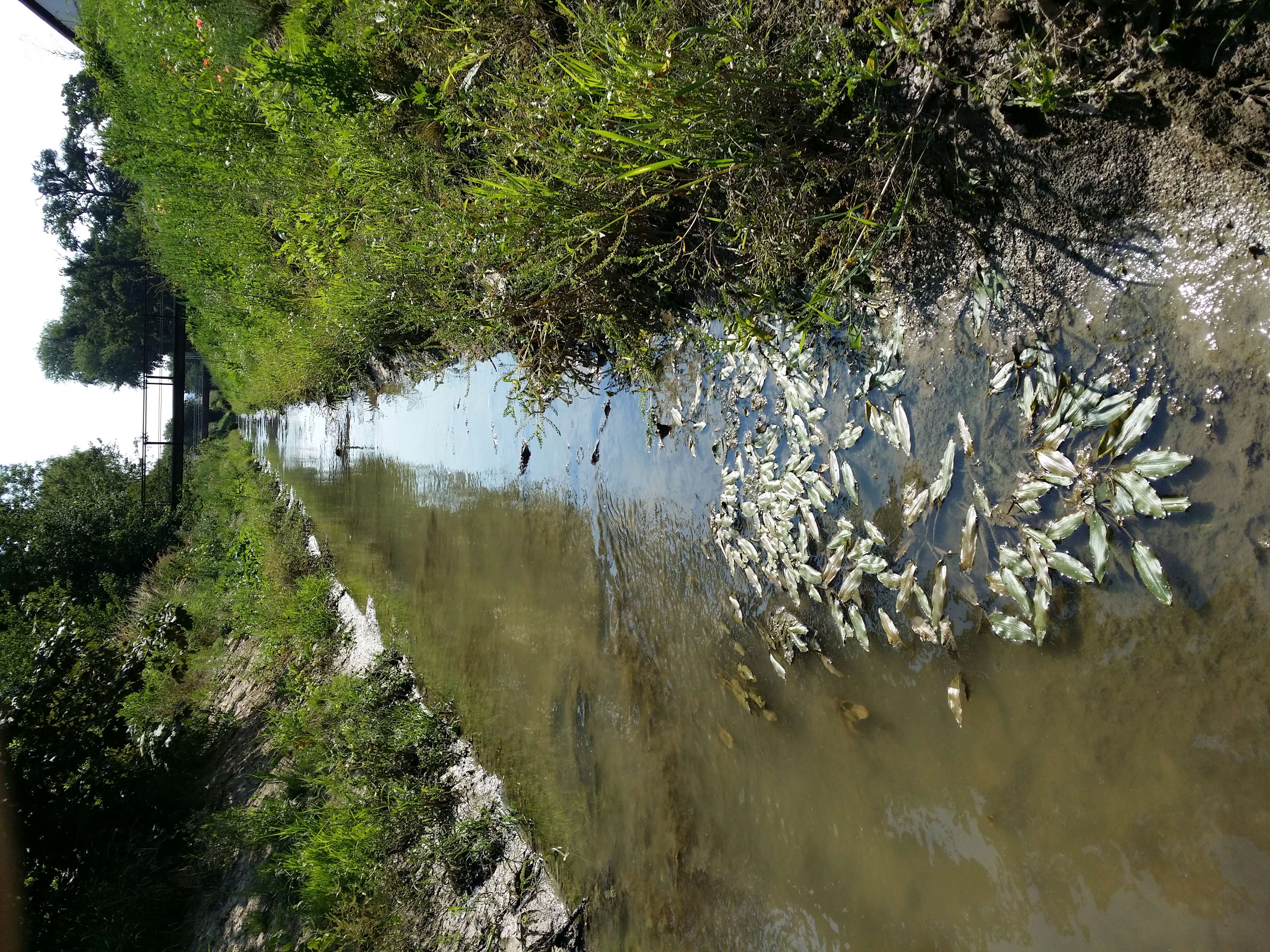 Imagem de Potamogeton nodosus Poir.