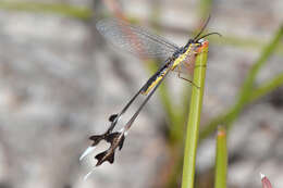 Image of Spoon-winged lacewing