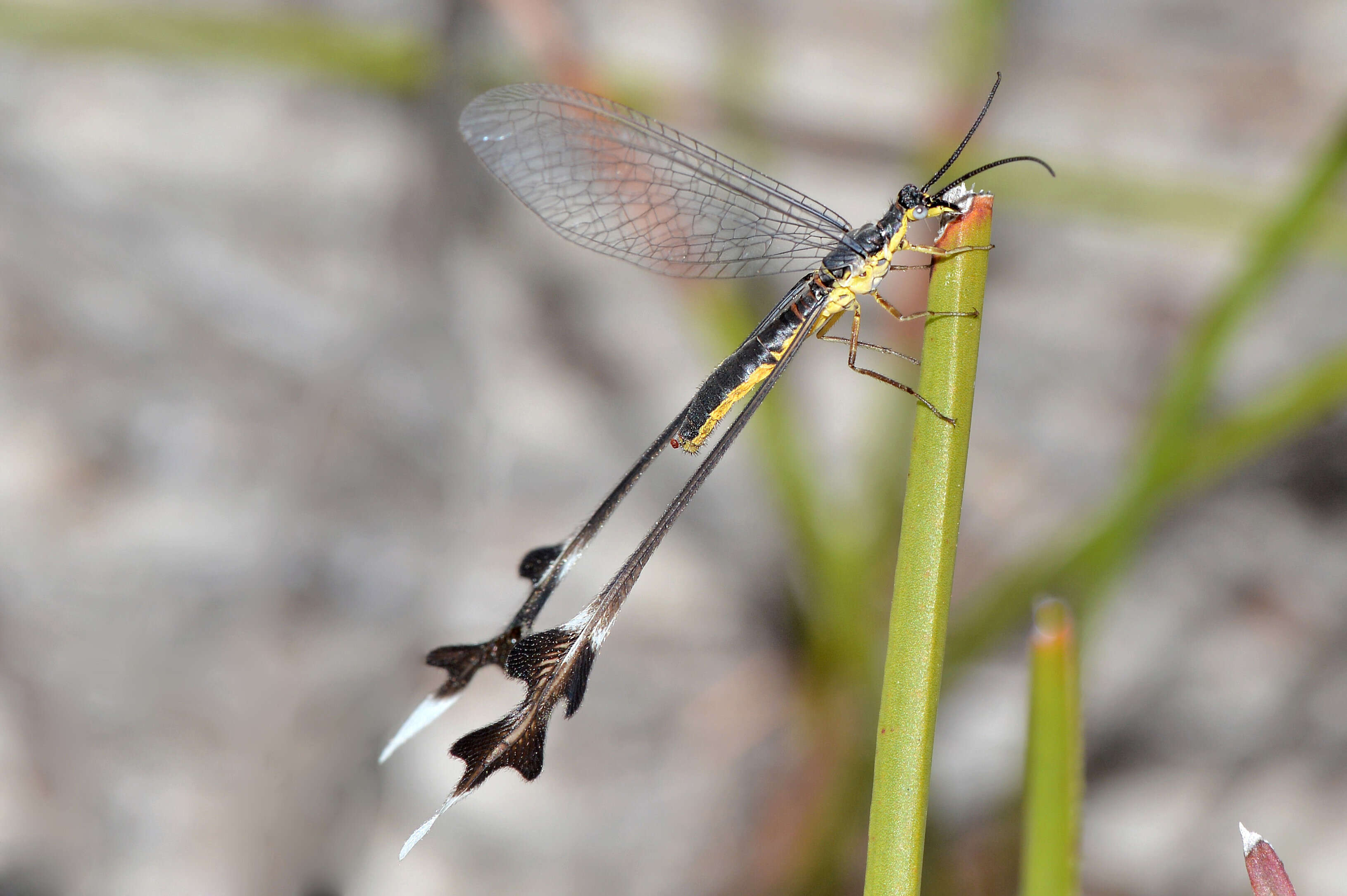 Image of Spoon-winged lacewing