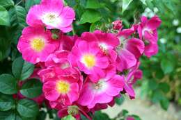 Image of climbing rose