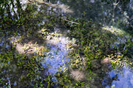 Image of Fen Pondweed