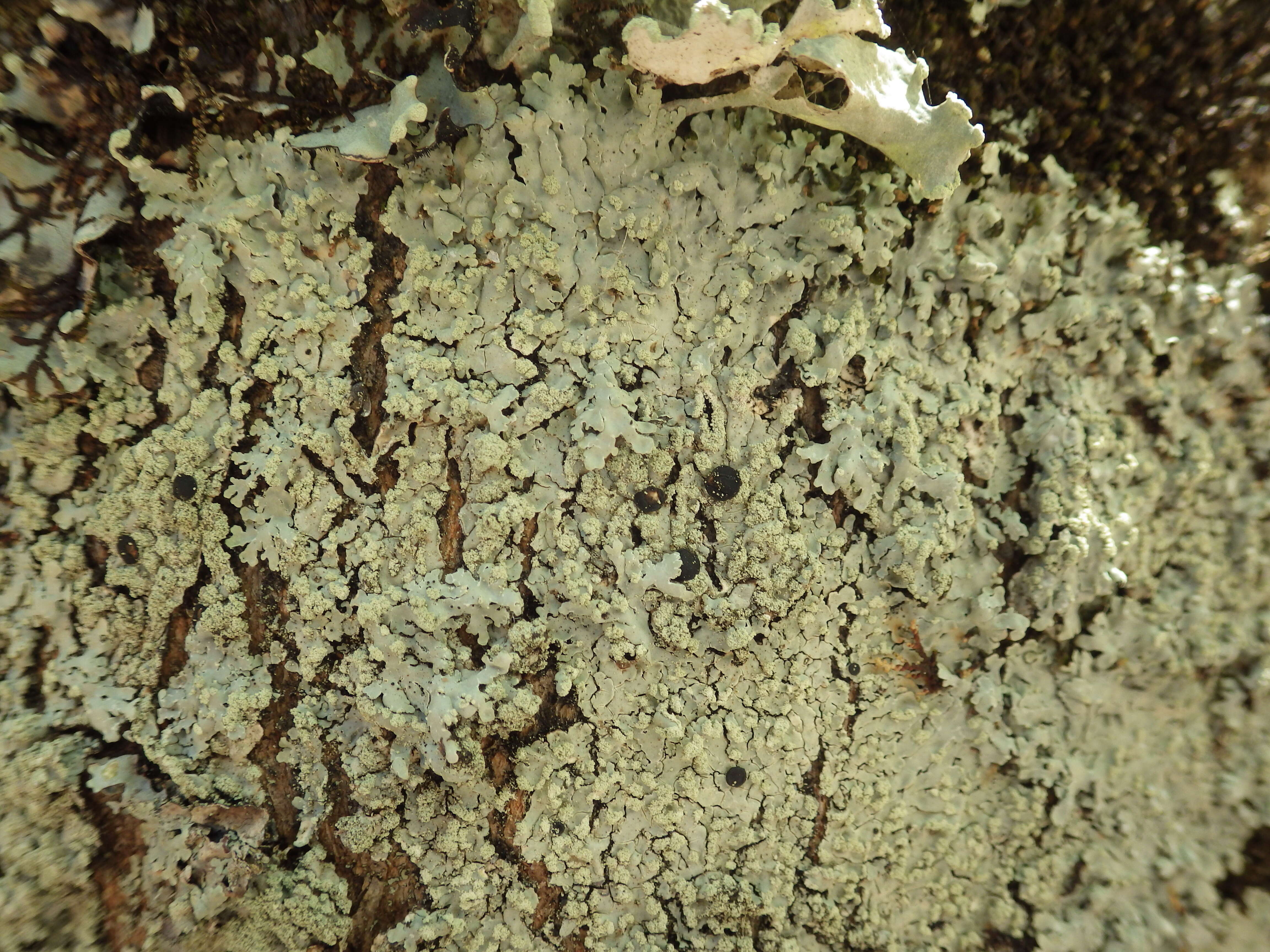 Image of pyxine lichen