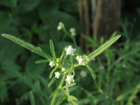 Image of Santa Maria feverfew