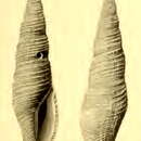 Image of Kuroshiodaphne supracancellata (Schepman 1913)