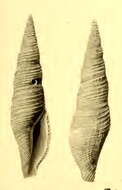 Image of Kuroshiodaphne supracancellata (Schepman 1913)