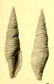 Image of Kuroshiodaphne supracancellata (Schepman 1913)