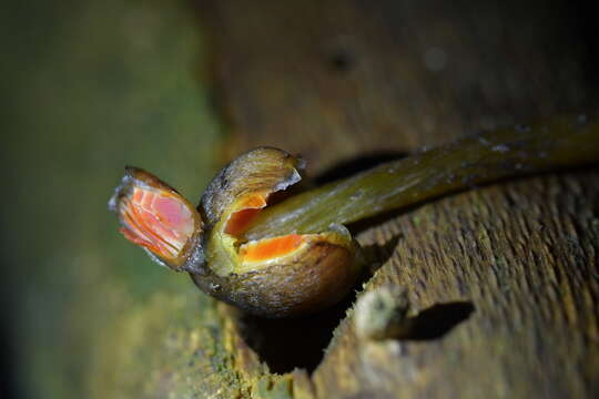 Image of Hygrocybe astatogala R. Heim ex Heinem. 1963