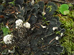 Image of felt lichen