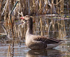 Image of Greylag Goose