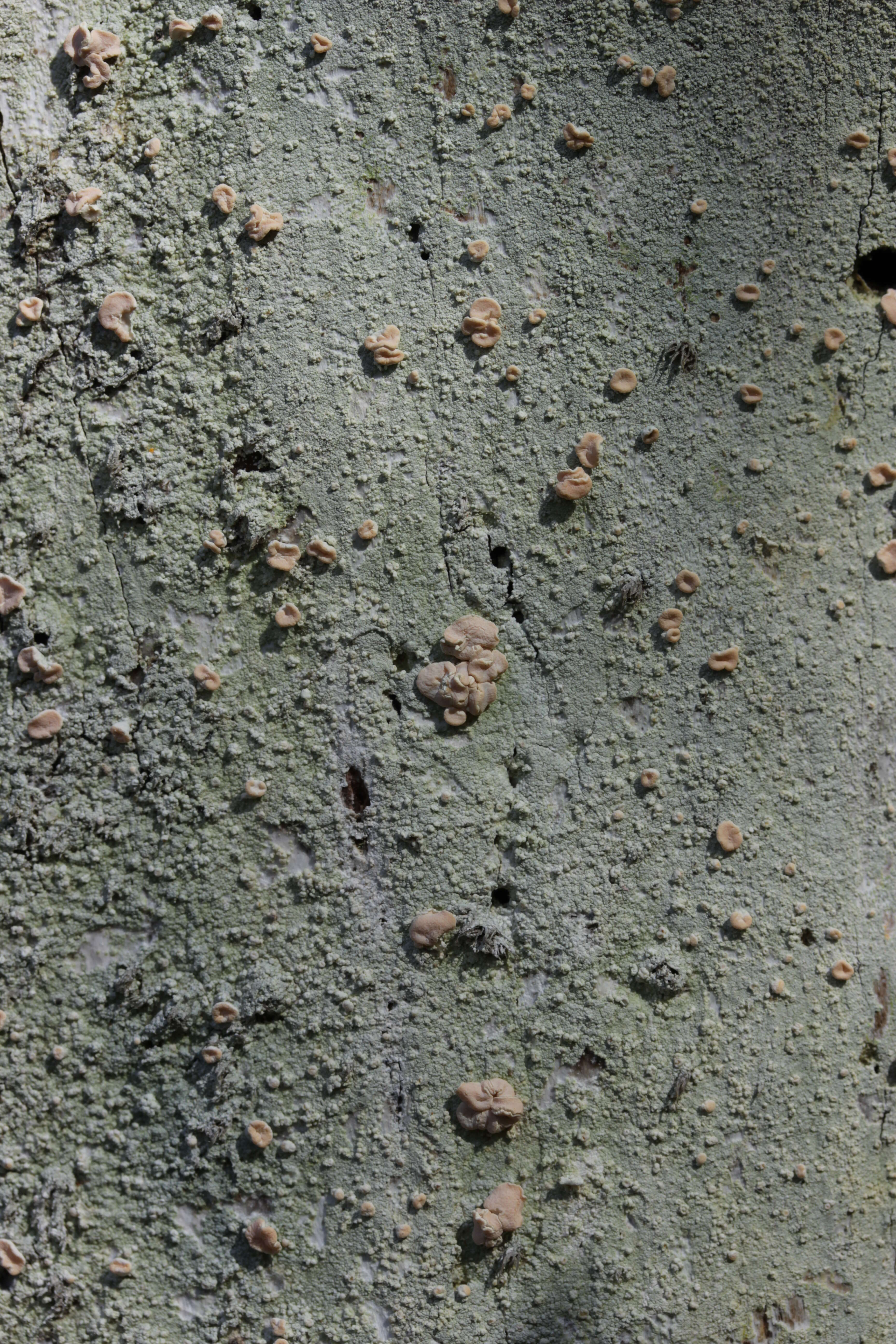 Image of peppermint drop lichen