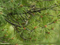 Plancia ëd Phylloscopus occipitalis (Blyth 1845)