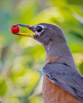 Image of American Robin