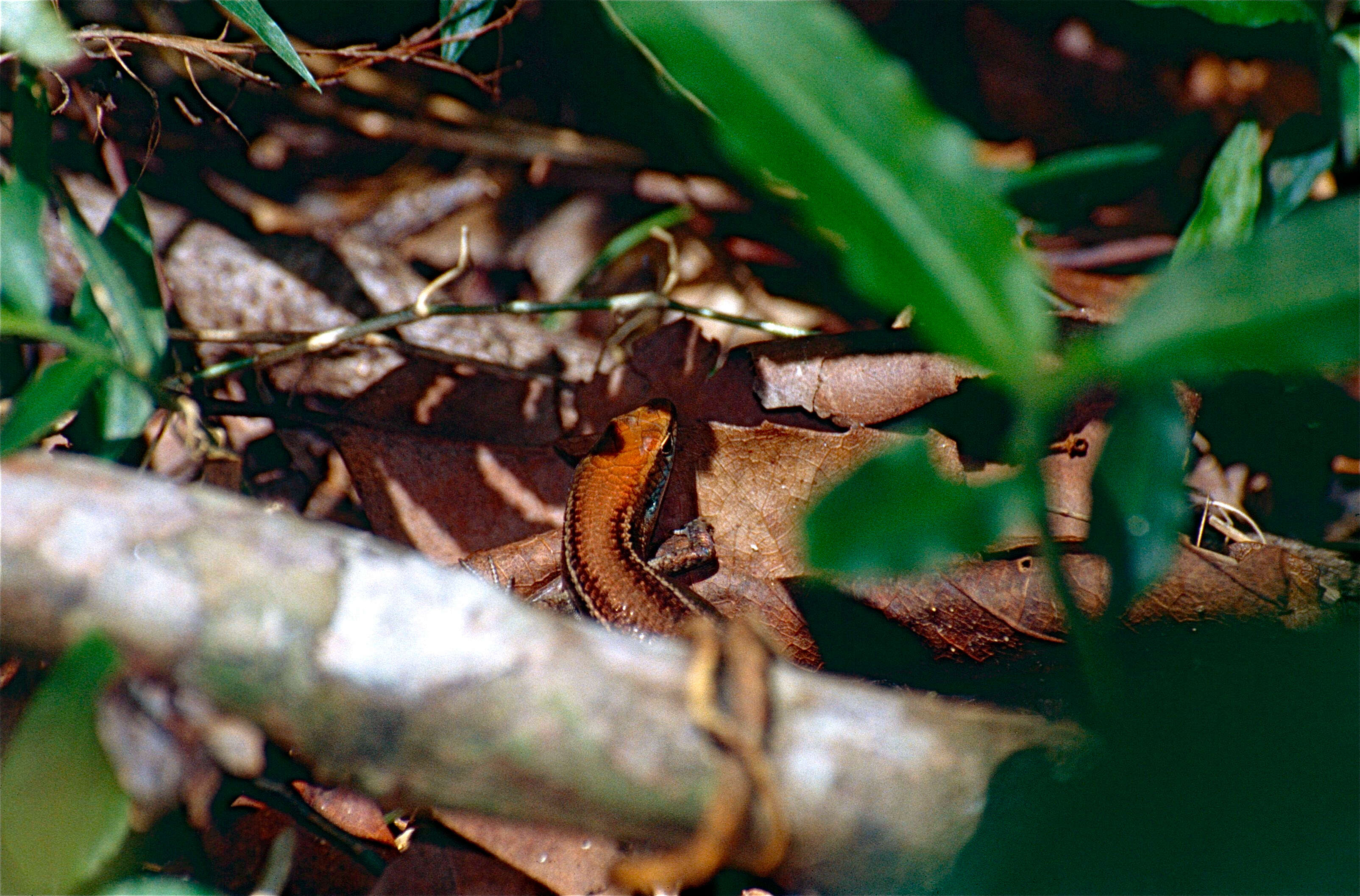 Carlia rhomboidalis (Peters 1869) resmi