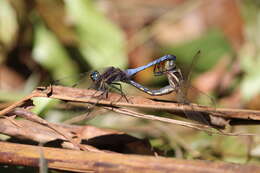 Image of blue marsh hawk