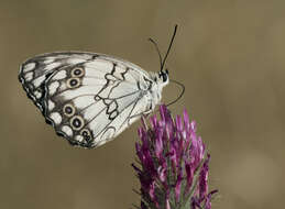 Image of Levantine Marbled White