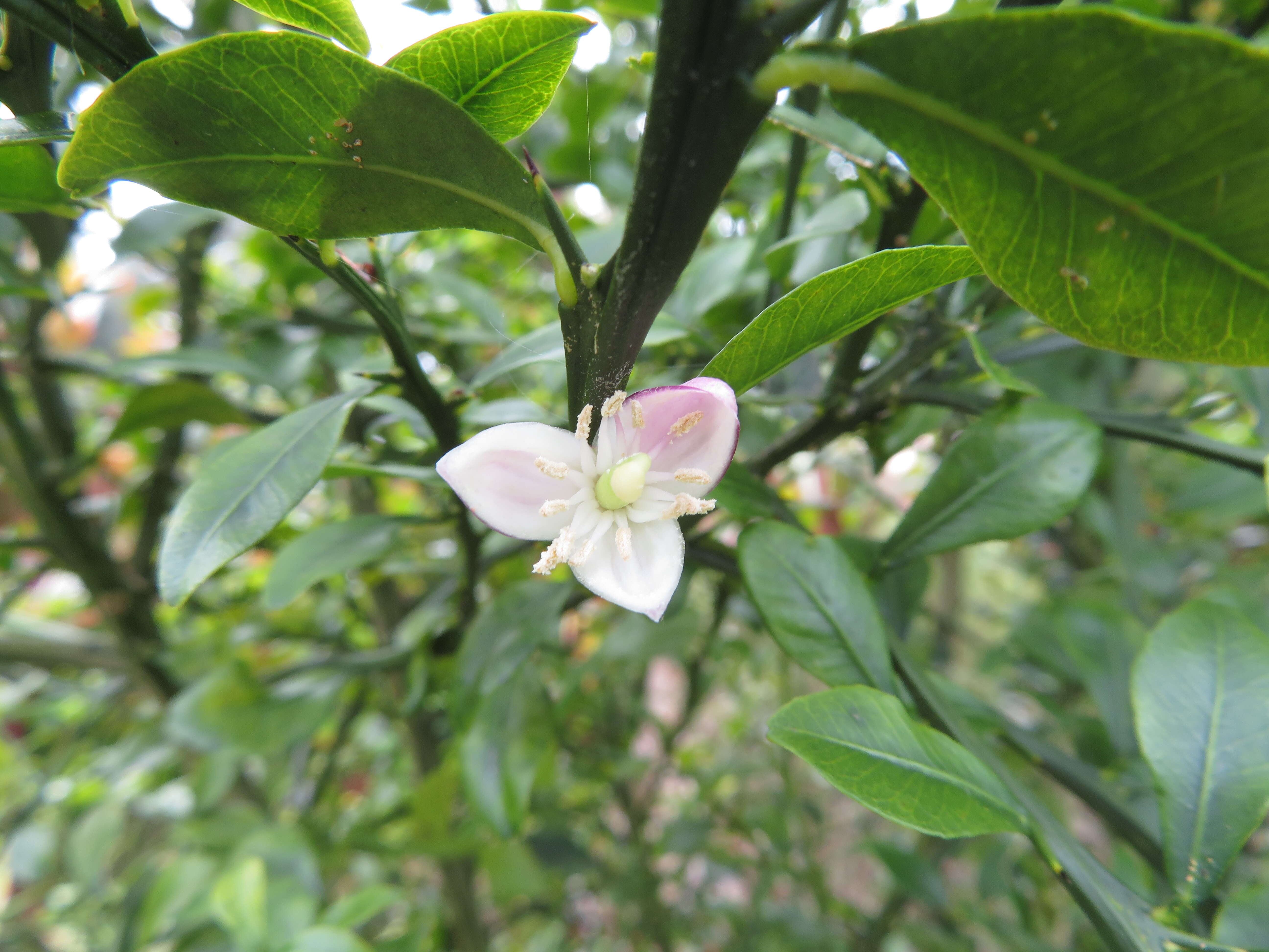 Imagem de Citrus australasica F. Müll.