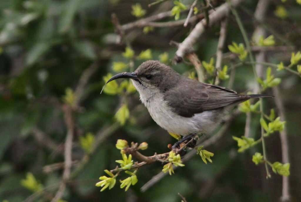 Image of Scarlet-chested Sunbird