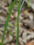 Image of Nottoway Valley brome