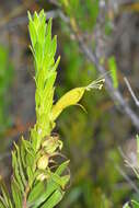 صورة Eremophila glabra (R. Br.) Ostenf.