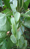 صورة Dioscorea hispida Dennst.