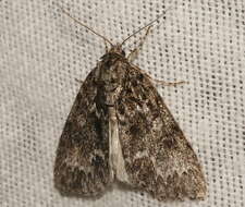 Image of Fragile Dagger Moth