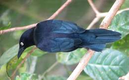 Image of Carib Grackle