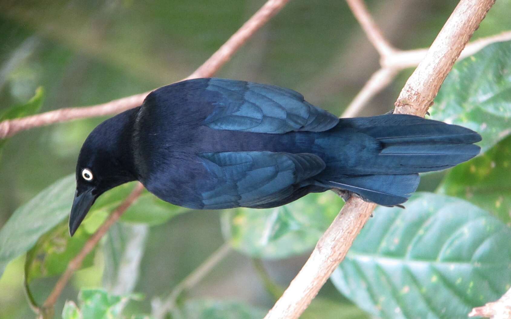 Image of Carib Grackle