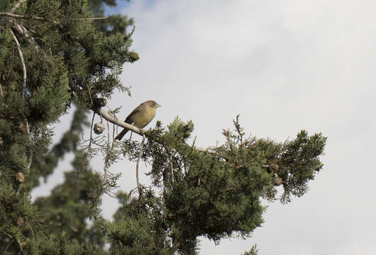 Image of Black-headed Bunting