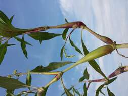 Image of Dock-Leaf Smartweed