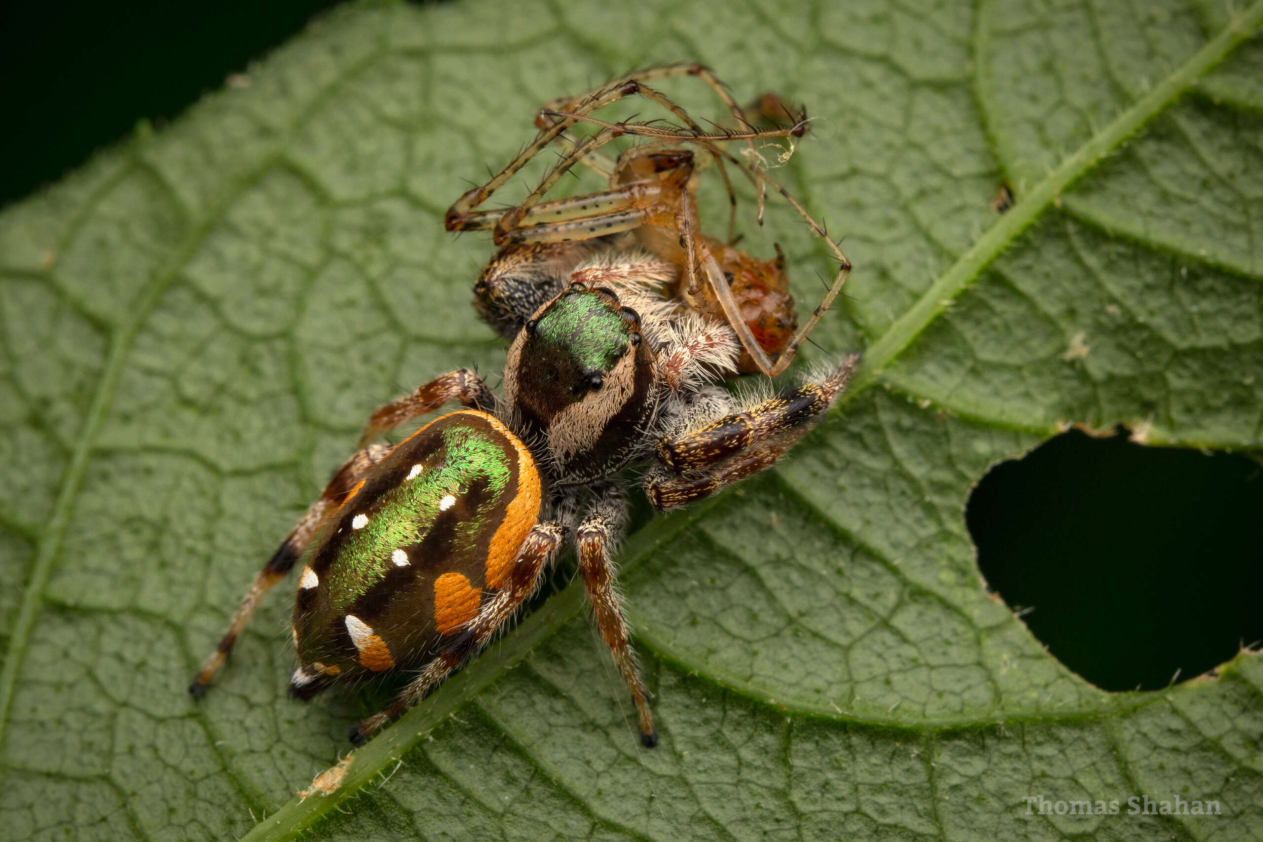 Plancia ëd Paraphidippus aurantius (Lucas 1833)