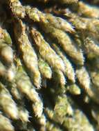 Image of silvergreen bryum moss