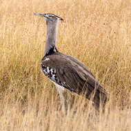 Image of Kori Bustard