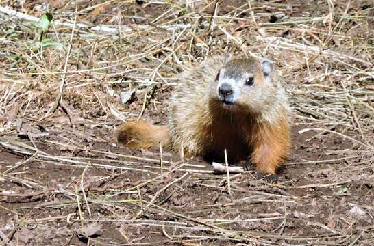 Image of Marmota subgen. Marmota Blumenbach 1779