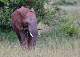 Image of African elephant