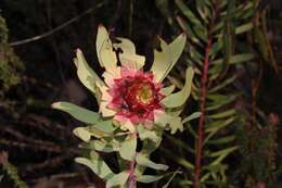 Image of Leucadendron pubibracteolatum I. J. M. Williams