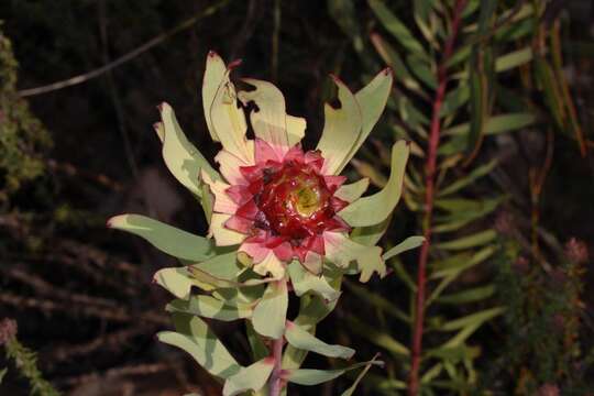 Imagem de Leucadendron pubibracteolatum I. J. M. Williams