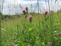 Image of brown knapweed