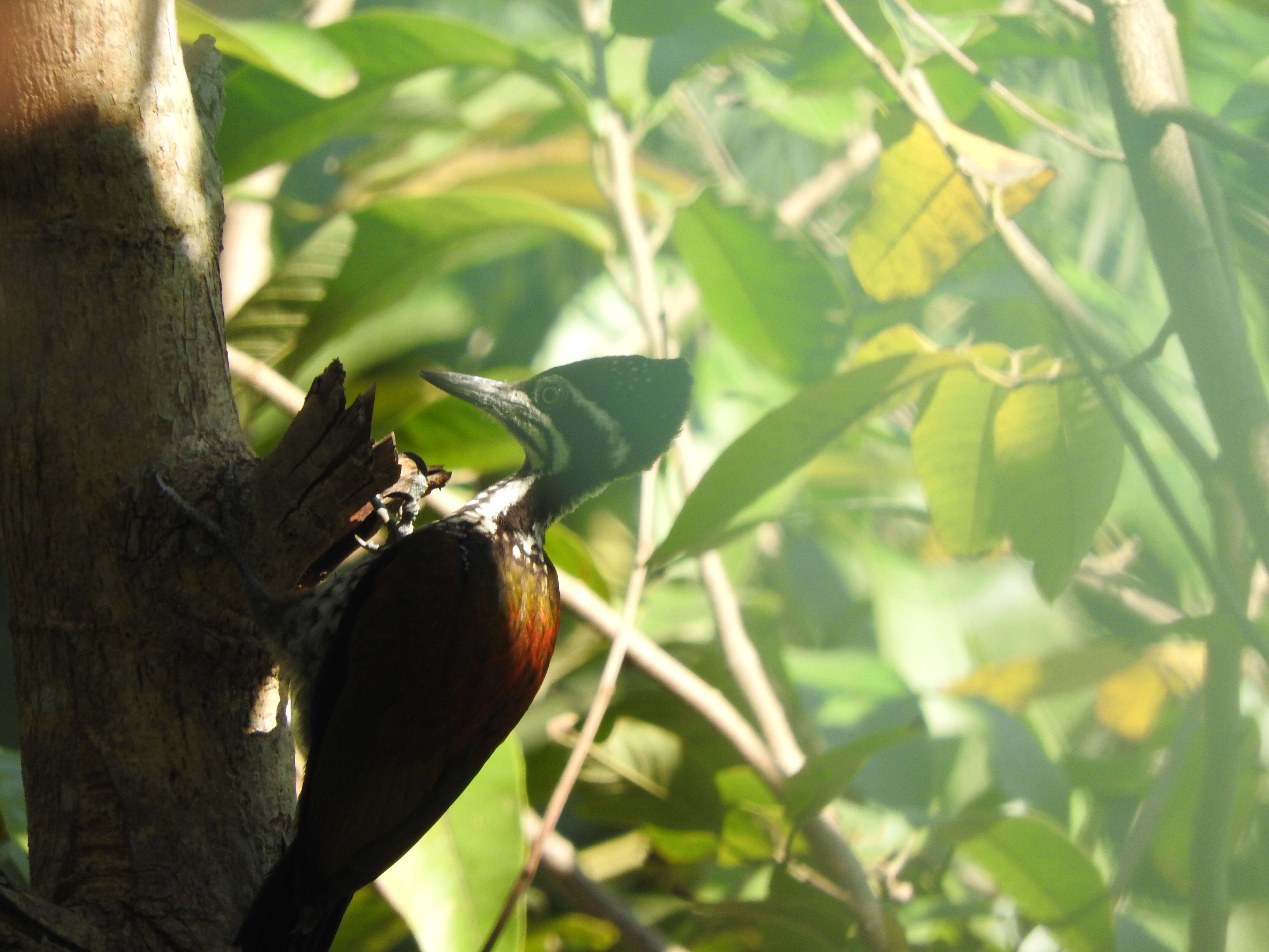 Image of Black-rumped Flameback