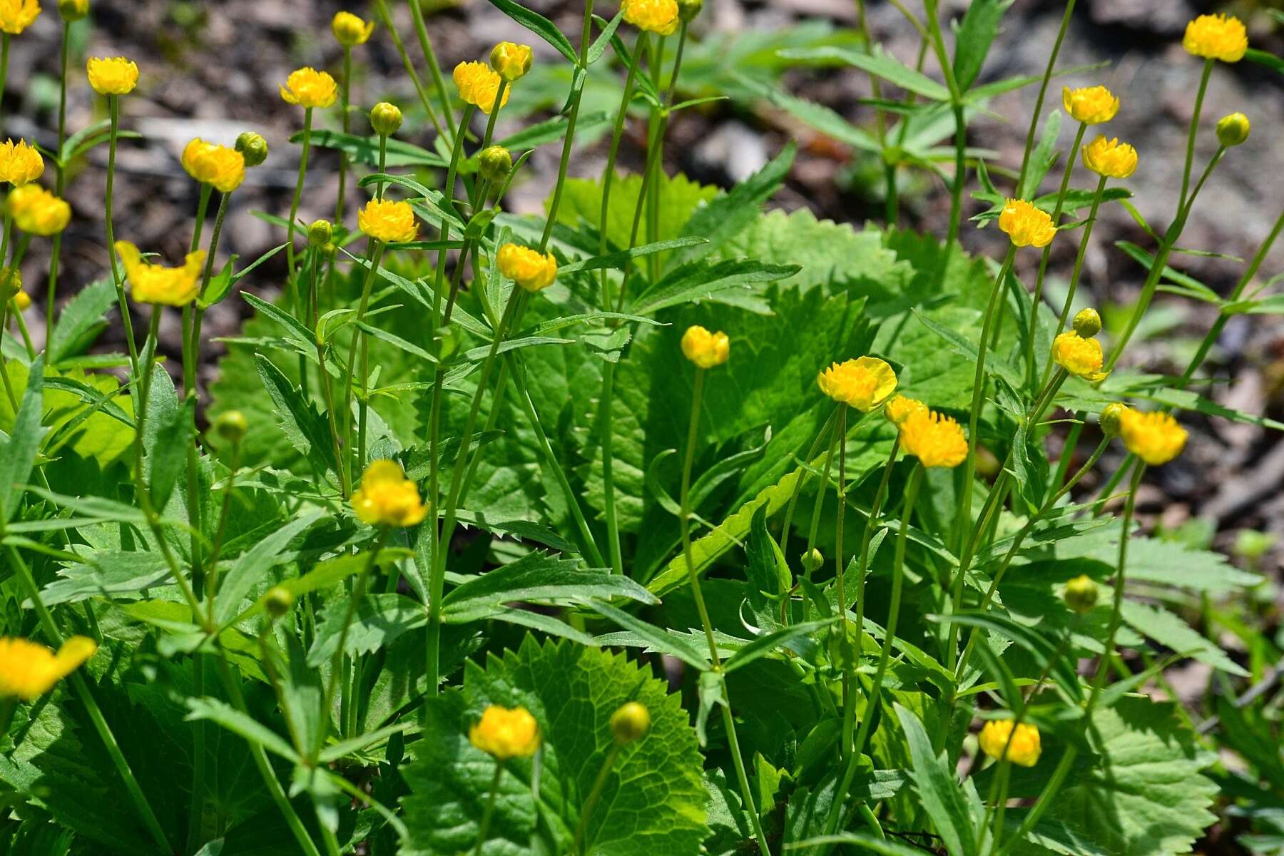 Image de Ranunculus cassubicus L.