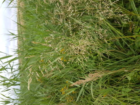 Image of Tufted Hair-grass