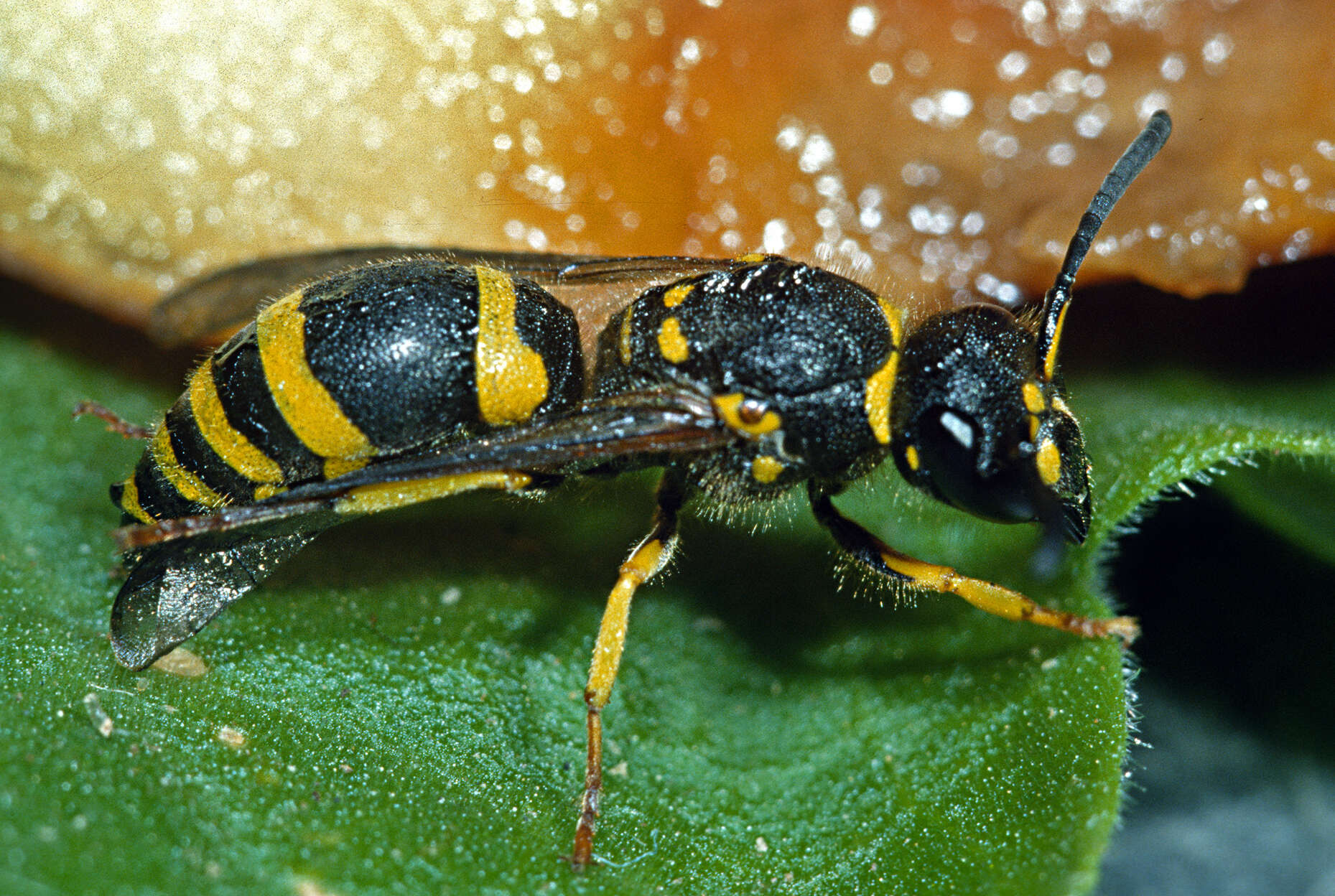 Image of Ancistrocerus gazella (Panzer 1798)