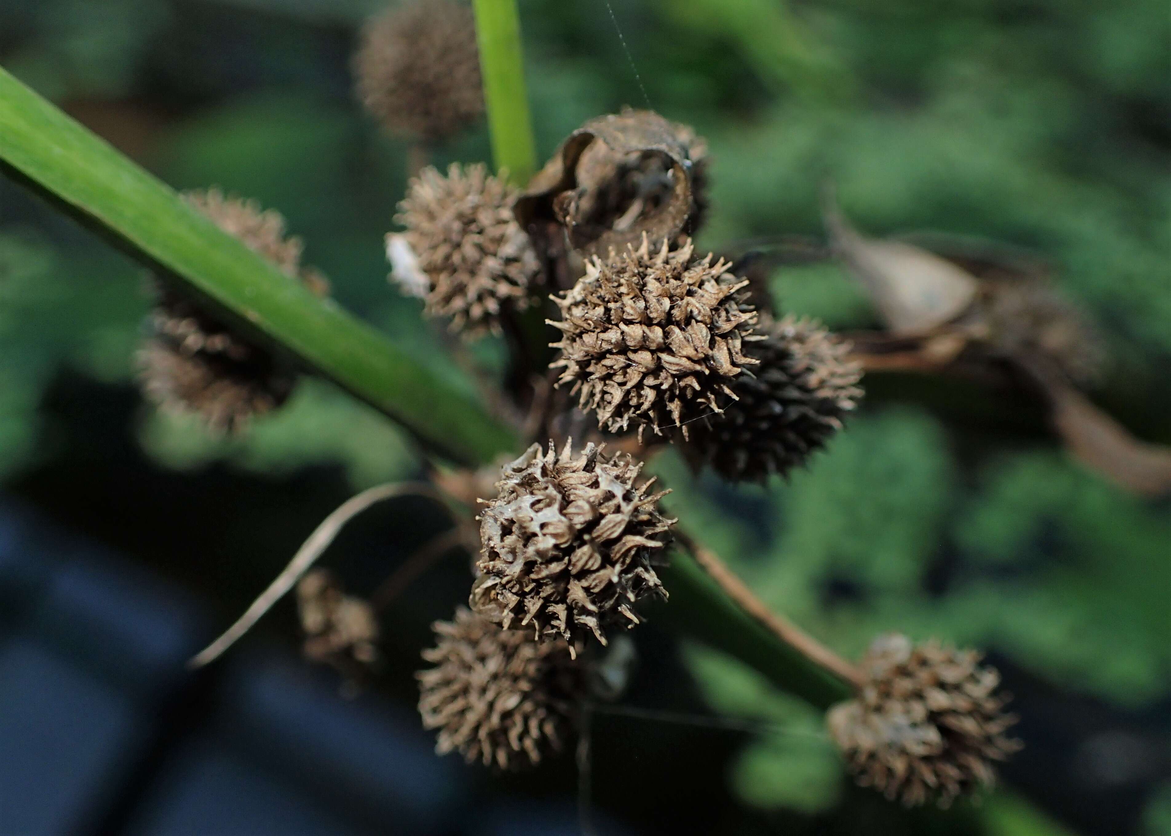 Image of Echinodorus subalatus (Mart. ex Schult. fil.) Griseb.