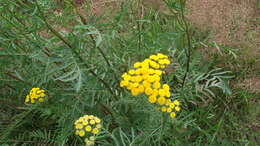 Image of common tansy