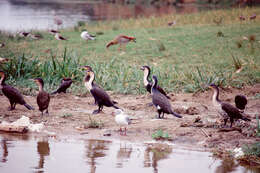 Image of White-breasted Cormorant