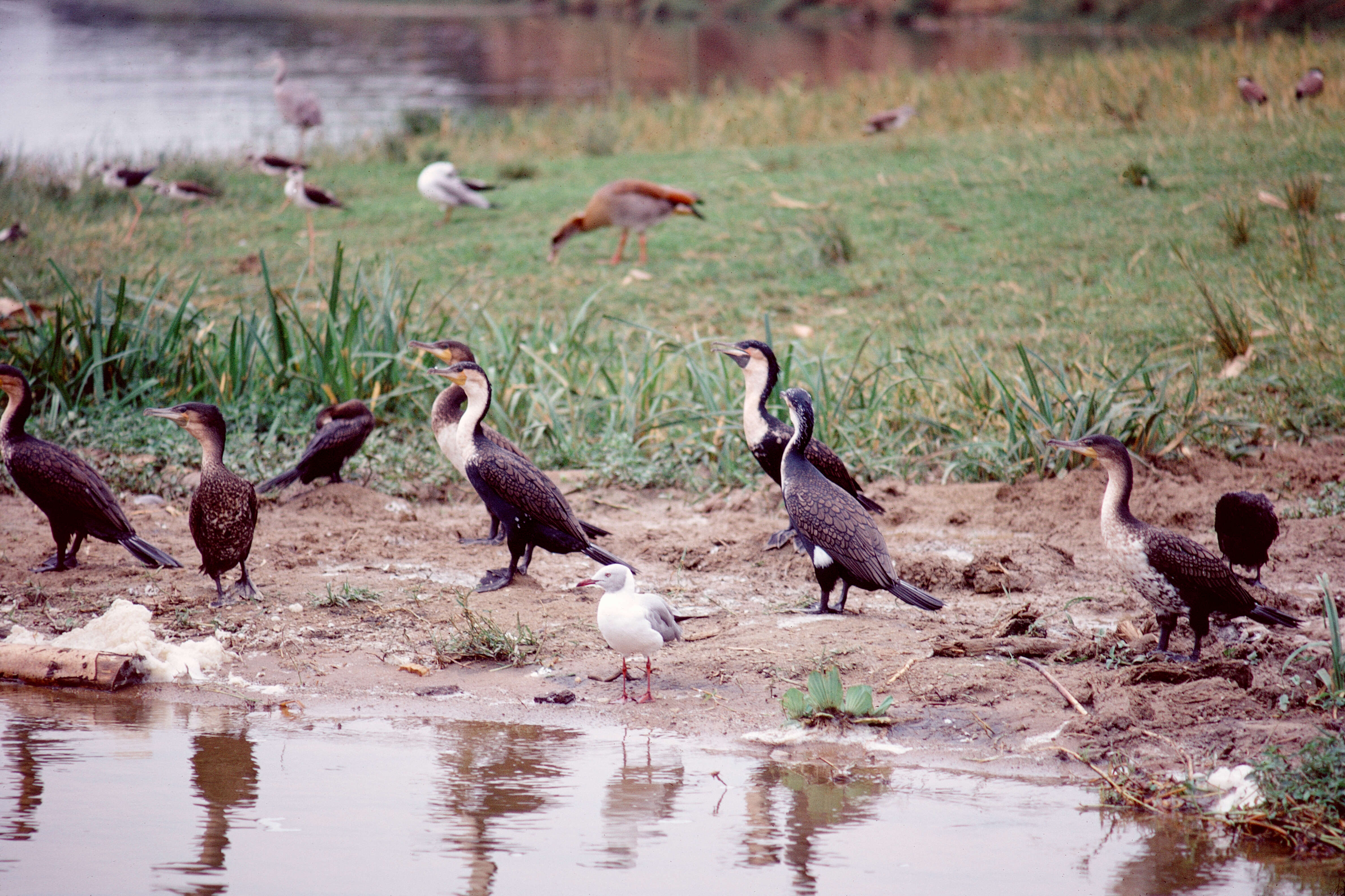 Image of White-breasted Cormorant