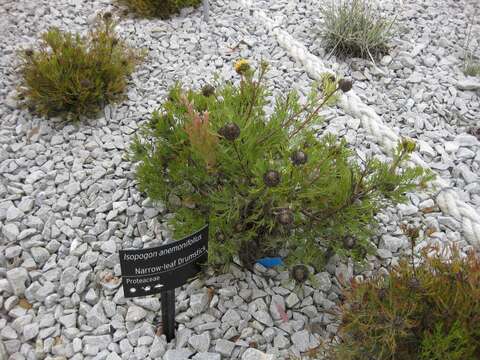 Image of Isopogon anemonifolius (Salisb.) Knight